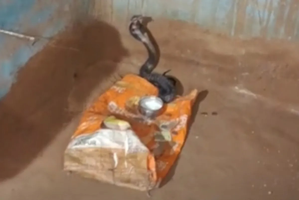 कोबरा सांप महिला की मान रहा हर बातें,चमत्कार समझकर जुटी भीड़