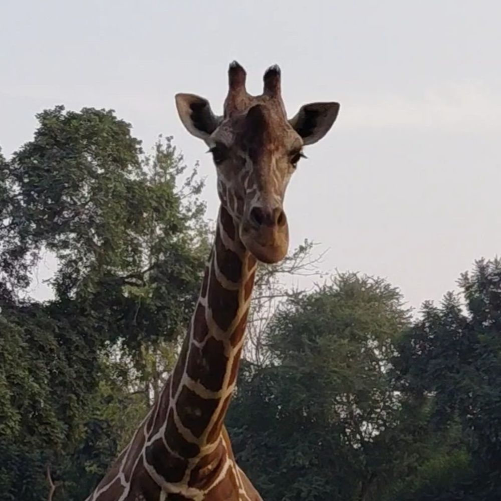 पटना जू में मादा जिराफ ‘शांति’ की मौत:21 साल की उम्र में ली आखिरी सांस, अदला-बदली कार्यक्रम के तहत USA से लाया था पटना