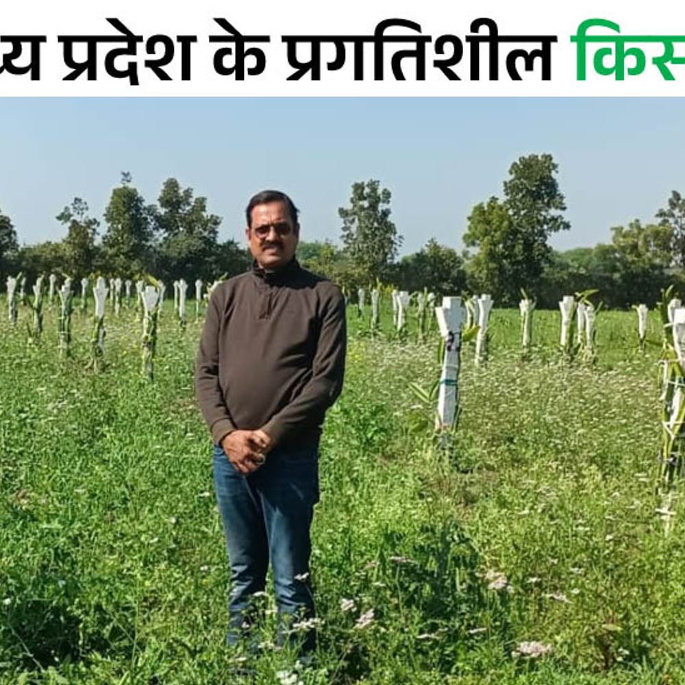 विदिशा के किसान का खेत बना सालभर कमाई का जरिया:3 एकड़ में की आम, ड्रैगन फ्रूट, हल्दी और अनाज की मिश्रित खेती