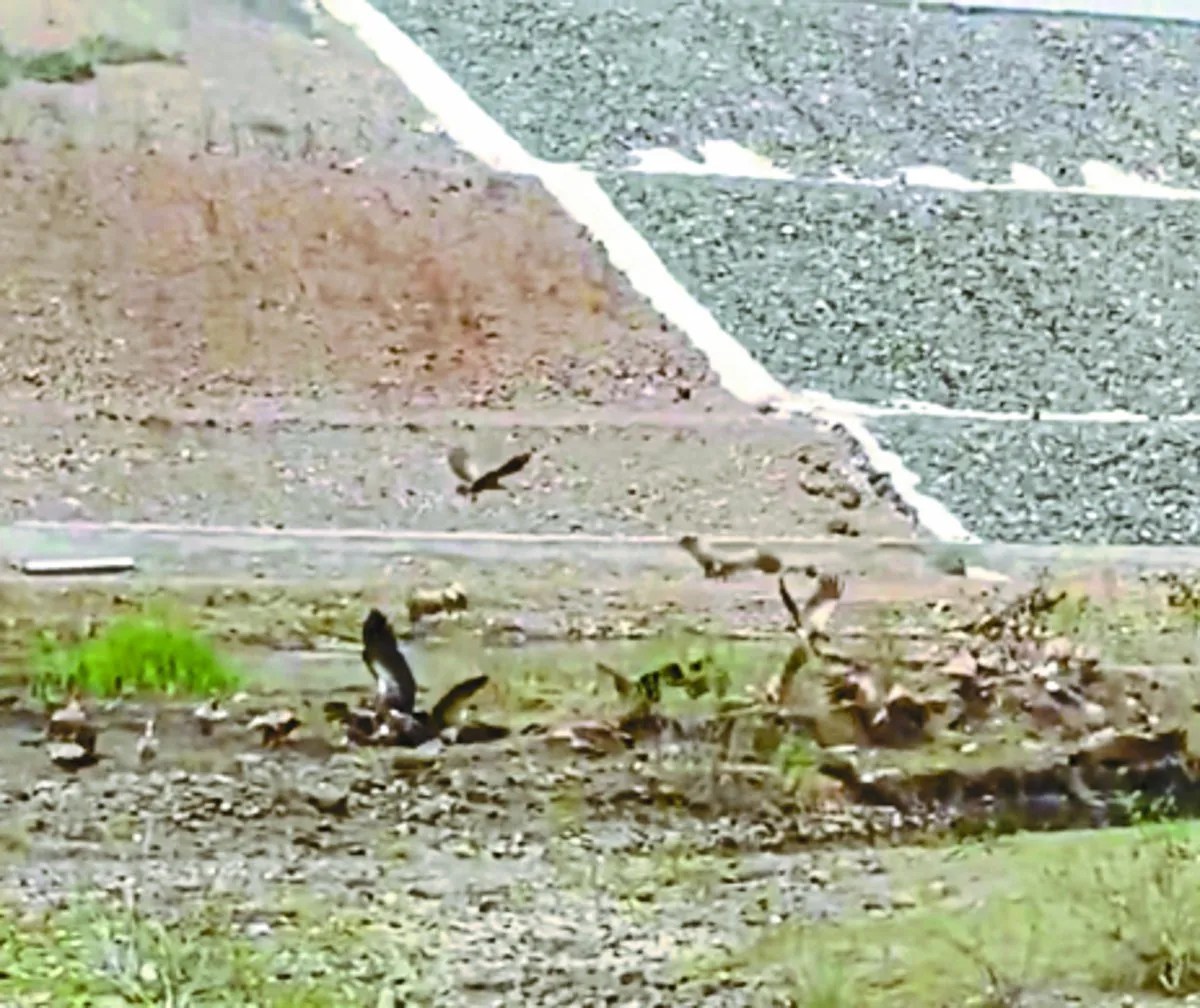 Video: शाहपुर में रेलवे ब्रिज के पास नजर आए दर्जनों गिद्द