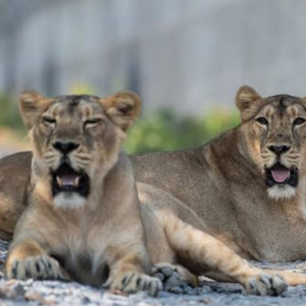 पटना जू में राजगीर से आईं 2 शेरनियां:अगले महीने दर्शक देख सकेंगे, पटना से ‘पार्वती’ शेरनी राजगीर हुई रवाना