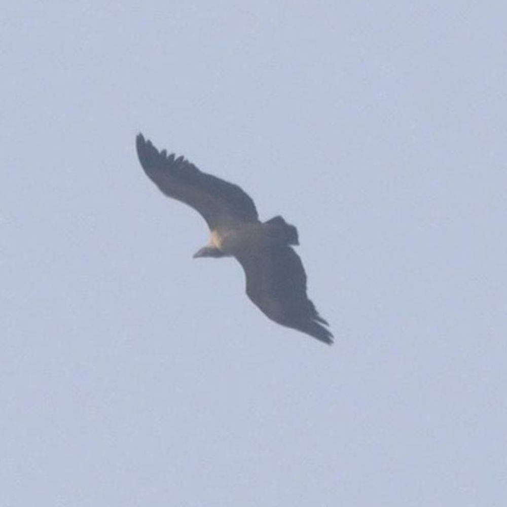 पक्षी गणना में नालंदा पूरे राज्य में अव्वल:राजगीर की वादियों में दिखा विलुप्तप्राय ‘भारतीय गिद्ध’; 19 जिलों में 235 पक्षी प्रजातियों की पहचान