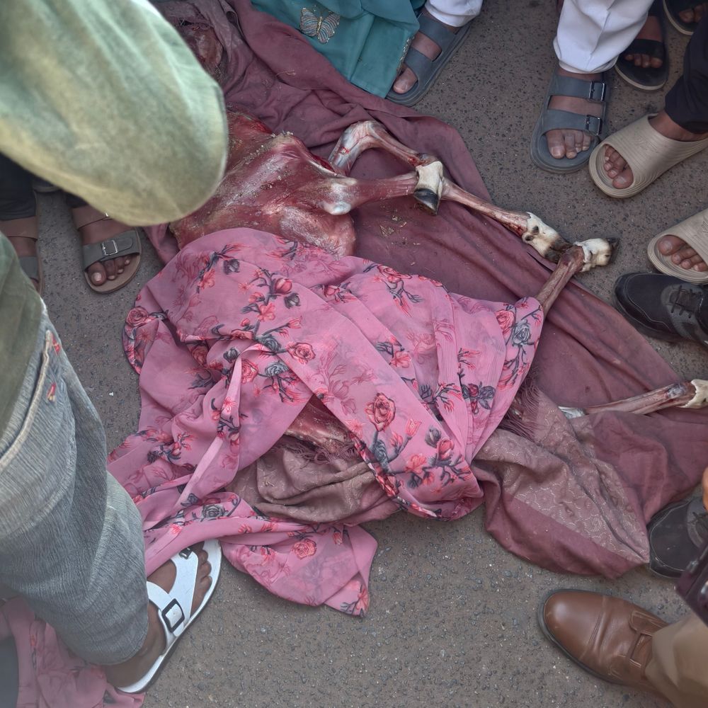 दतिया में बछड़े के शव से खाल उतारी:बच्चों ने देखा, हिंदूवादी संगठनों का आक्रोश, किला चौक पर प्रदर्शन