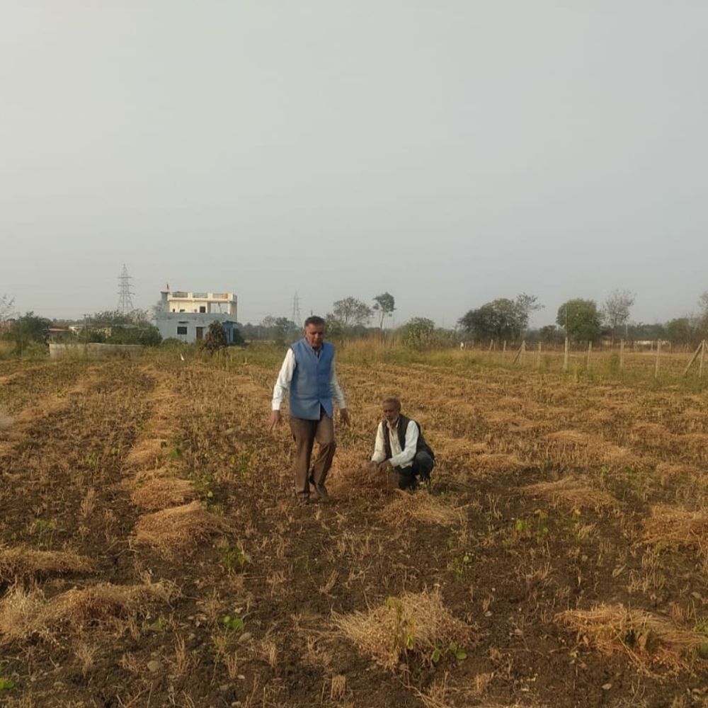 हवा-बारिश से गेहूं की फसल आड़ी, दाना पतला, कीमत घटेगी