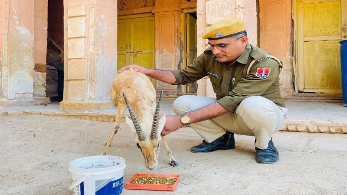आवारा श्वानों से बचाते हुए कांस्टेबल ने हिरण को सुरक्षित निकाला, वन विभाग को सौंपा