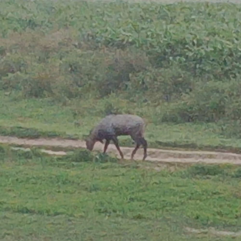 भागलपुर में नीलगाय फसलें कर रहे बर्बाद:किसान मक्का-टमाटर के लिए हैं परेशान, वन विभाग से शिकायत तक कर चुके