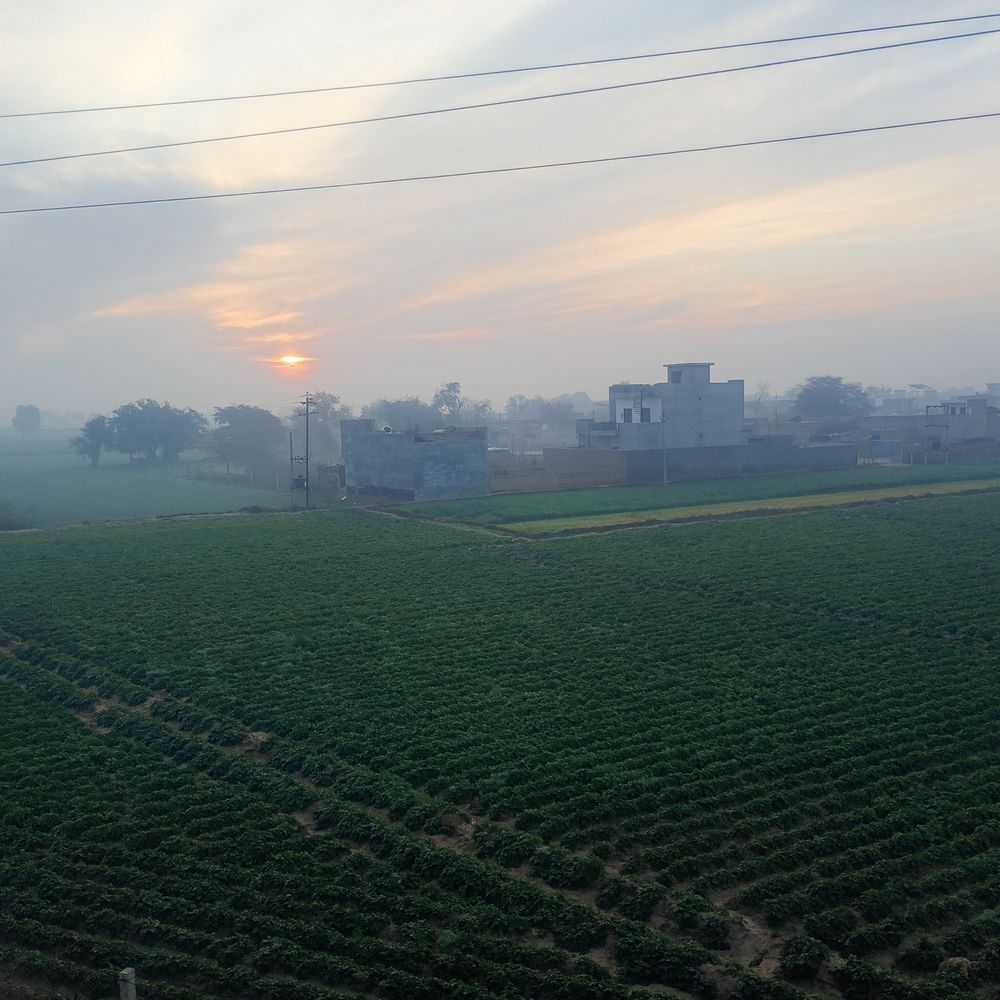 हनुमानगढ़ में तापमान बढ़ा, रबी फसलों पर असर:सीमित सिंचाई पानी से गेहूं-सरसों को नुकसान का खतरा