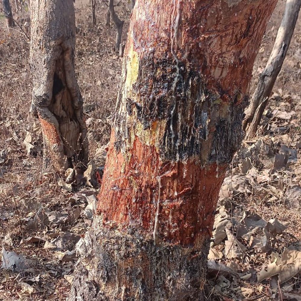 बुरहानपुर में अवैज्ञानिक तरीके से गोंद निकालने पर बैन:डीएफओ ने आदेश जारी किए, हाईकोर्ट में लगी थी याचिका