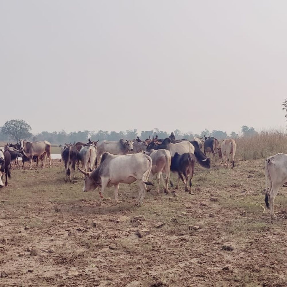 दमोह के जंगल में 56 गौ-वंश छोड़कर भागे तस्कर:सगोड़ी गांव के जंगल में बांधकर रखे थे, बजरंग दल के कार्यकर्ताओं ने कराया मुक्त