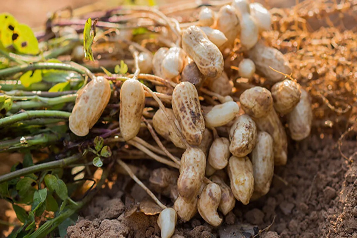 Bikaner Peanuts: मूंगफली हमारी और तेल से किस्मत चमका रहे दूसरे राज्य, अब किसानों की भजनलाल सरकार ने बड़ी मांग