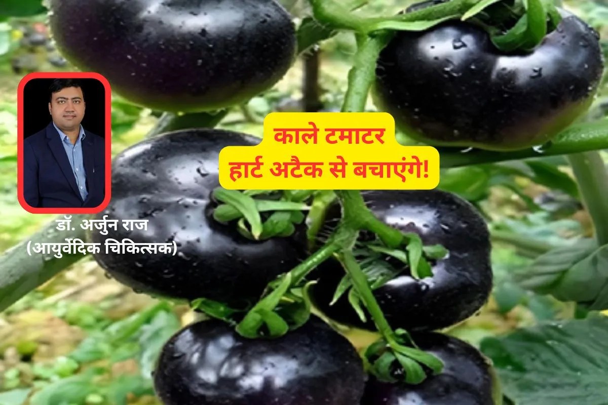 Black Tomato : काला टमाटर खाइए, हार्ट अटैक से बचिए… आयुर्वेदिक डॉक्टर ने गिनाए कई फायदे