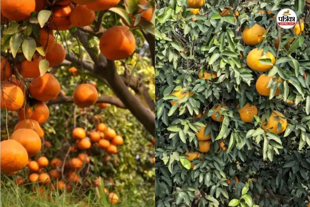 गंगानगरी किन्नू: देश-विदेश तक की पसंद है हमारा ऑरेंज गोल्ड,स्थानीय फसल से वैश्विक ब्रांड