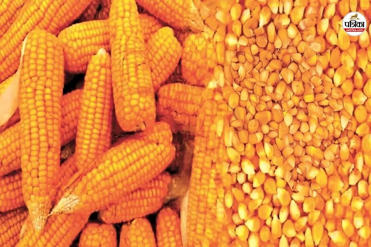 भीलवाड़ा का ‘सोना’ विदेश में चमक रहा, जिले में उद्योग को सरकारी ‘खाद-पानी’ का इंतजार