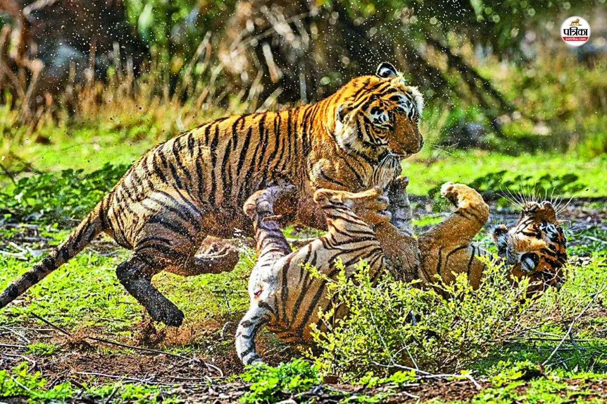 Sawai Madhopur: रणथंभौर के ‘चक्रव्यूह’ में होटल और बस्तियों ने घेरे ‘कॉरिडोर’, बेघर बाघ तलाश रहे नए जंगल