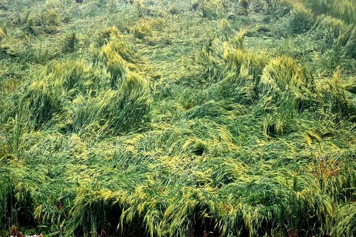 रतलाम के 6183 किसानों ने की बीमा कम्पनी में शिकायत