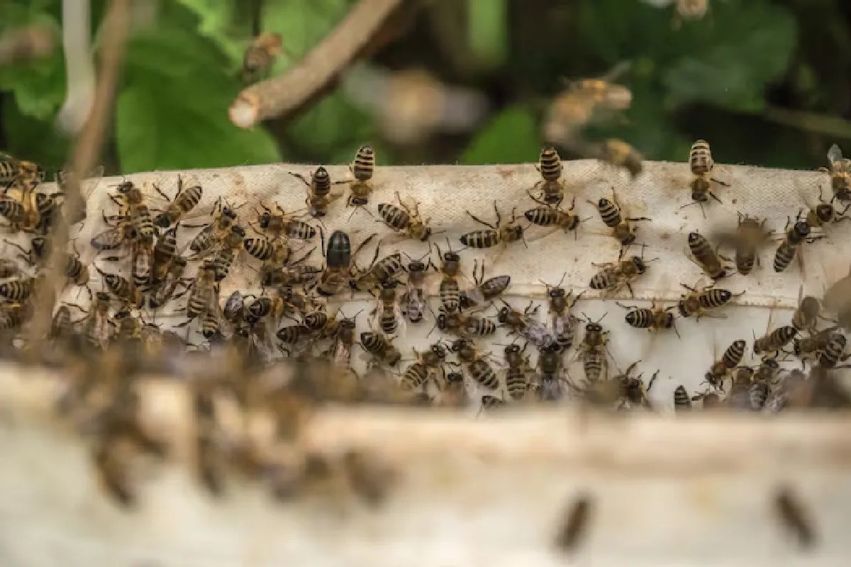 एमपी के स्कूल में परीक्षा के दौरान मधुमक्खियों का हमला, छात्रा-शिक्षक घायल