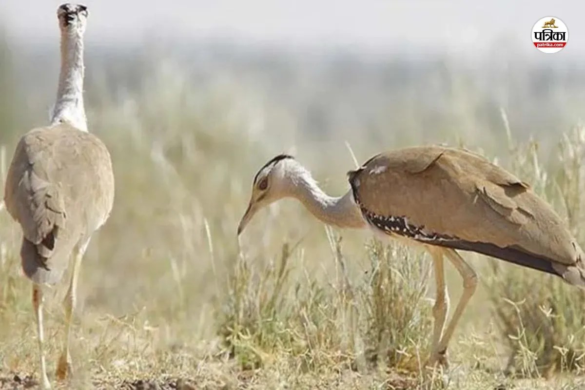 Rajasthan Wildlife: रेगिस्तान से गुड न्यूज, गोडावण संरक्षण में मिली बड़ी सफलता, नया वैज्ञानिक सर्वे जारी