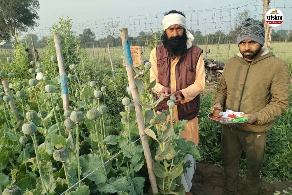 Rajasthan Opium Crop: Sacred Fields Where Farmers Remove Shoes Before Entering, and Other Interesting Facts