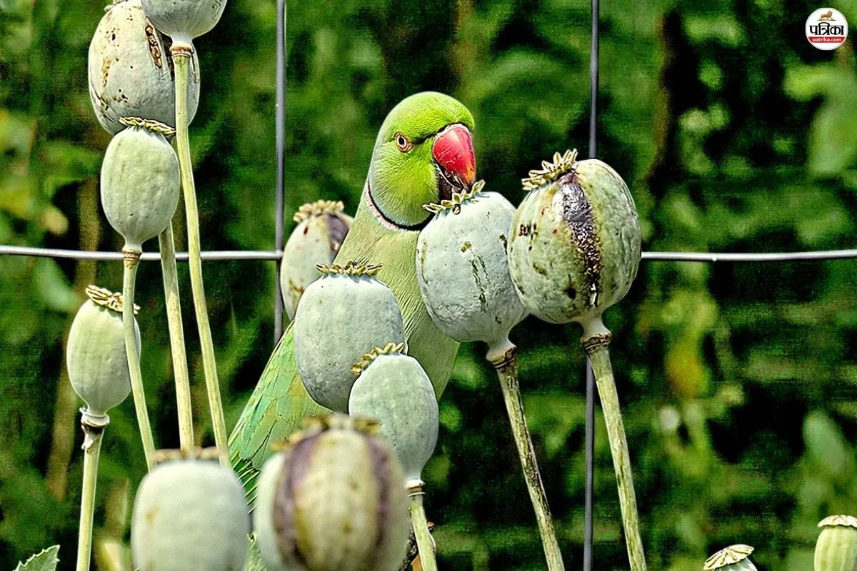 अफीमची तोते…! तारों पर उलटा लटकते, यहां वहां गिरते-पड़ते, अफीम के खेतों ने तोतों को बनाया नशेड़ी