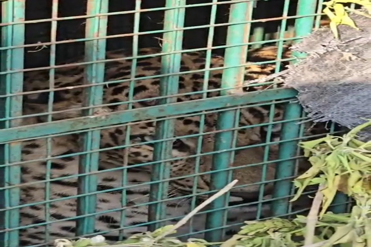 दहशत का अंत: जोलाई में घूम रहा पैंथर वन विभाग के पिंजरे में कैद, दो दिन पहले ही लगाया था क्षेत्र में पिंजरा