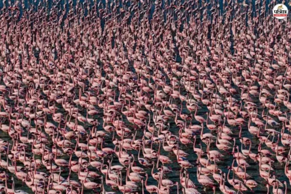 World Wetlands Day 2026 : राजस्थान में 5 रामसर स्थल, जानिए सांभर झील की अनोखी विशेषताएं, जो पर्यटकों को बनाती है दीवाना