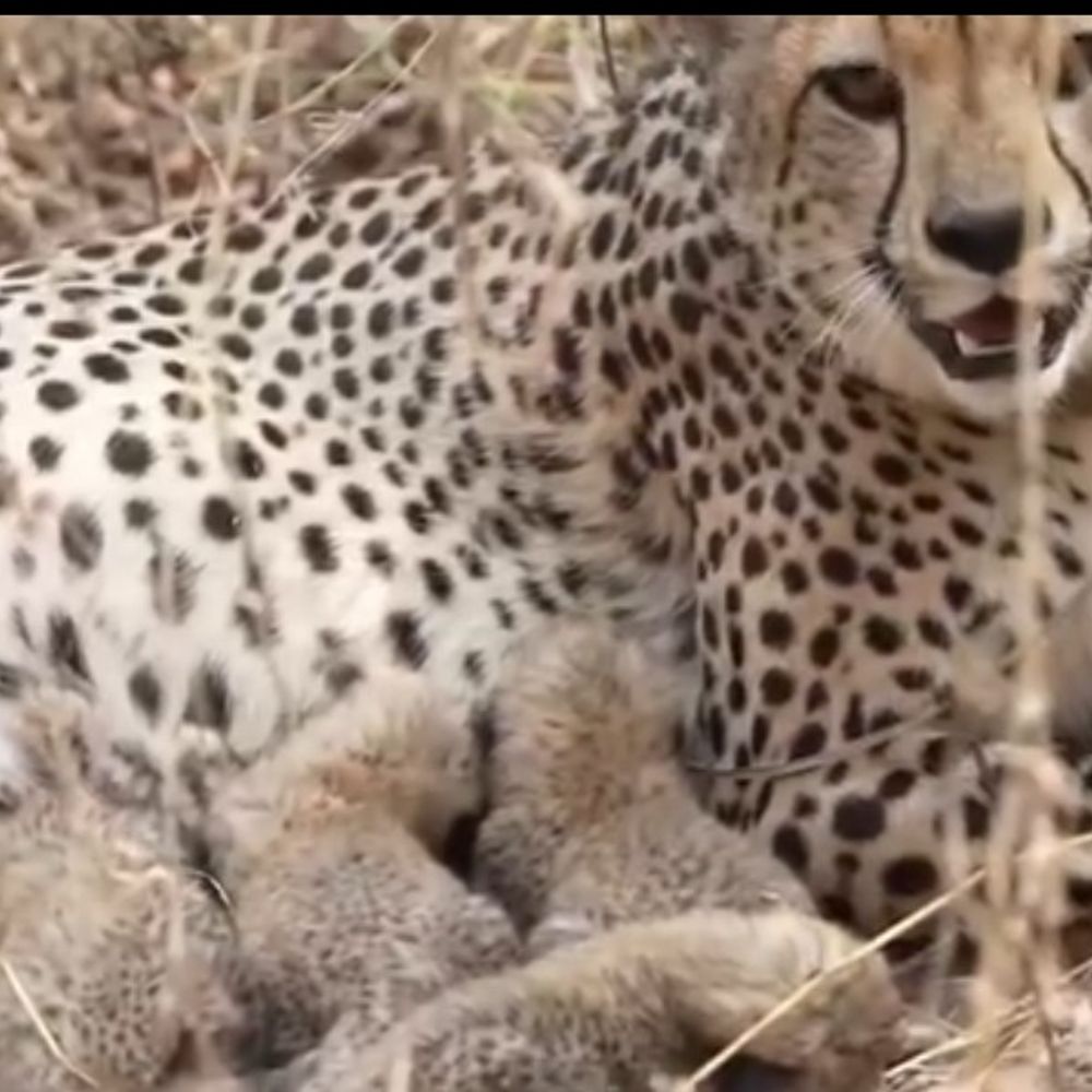 कूनो में मादा चीता गामिनी के चौथे शावक की पुष्टि:केंद्रीय मंत्री का सोशल मीडिया पर पोस्ट; देश में संख्या बढ़कर 39 हुई