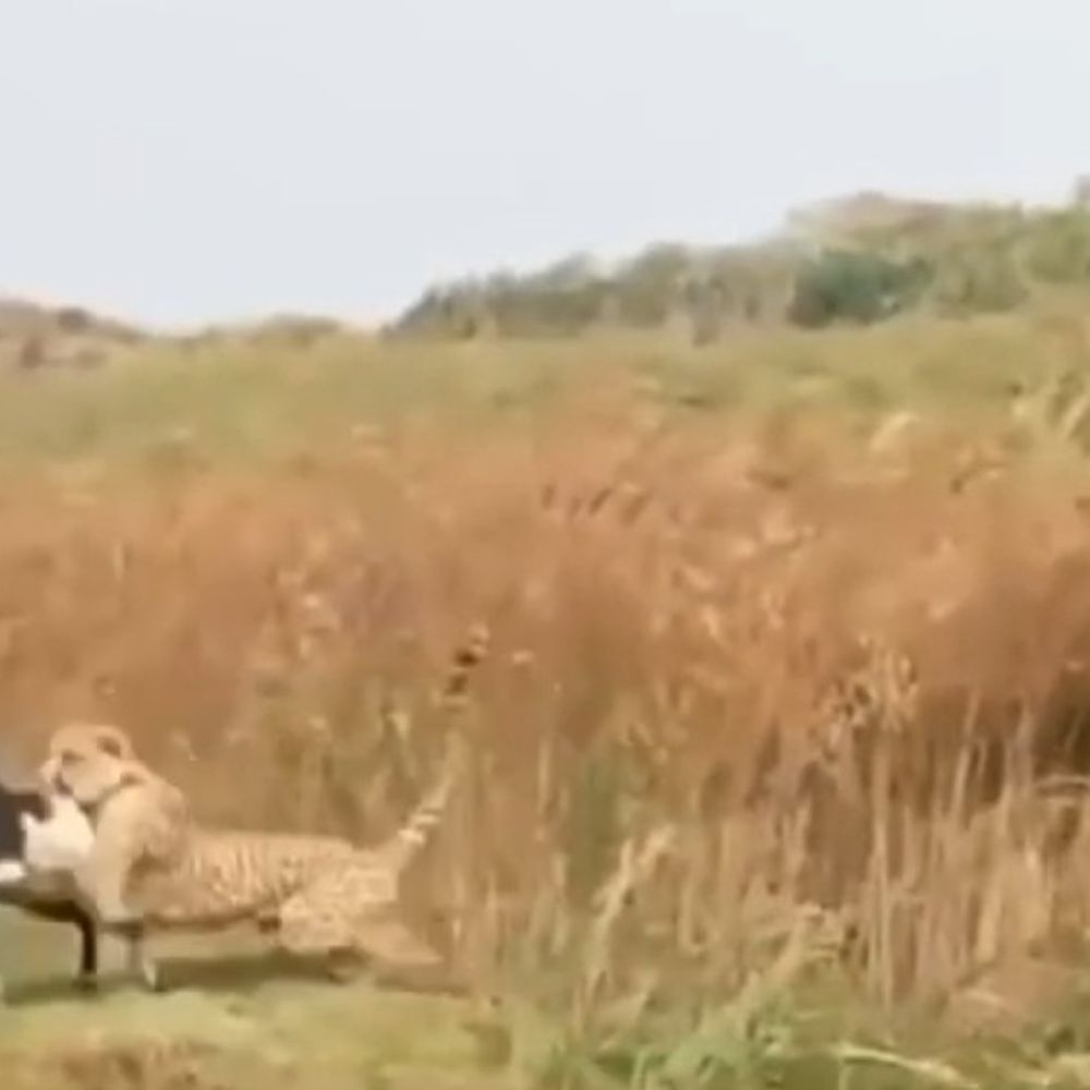 VIDEO-एमपी के चीते ने राजस्थान में किया बकरी का शिकार:सरसों के खेत में घात लगाए बैठा था, पलक झपकते गर्दन पर गढ़ाए दांत