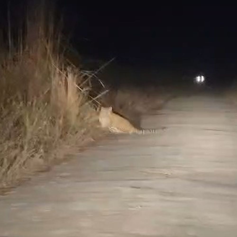 पीलीभीत के चिरागा गांव में दिखा तेंदुआ, VIDEO:सड़क पर टहलता हुआ आया नजर, ग्रामीणों ने सुरक्षा मांगी