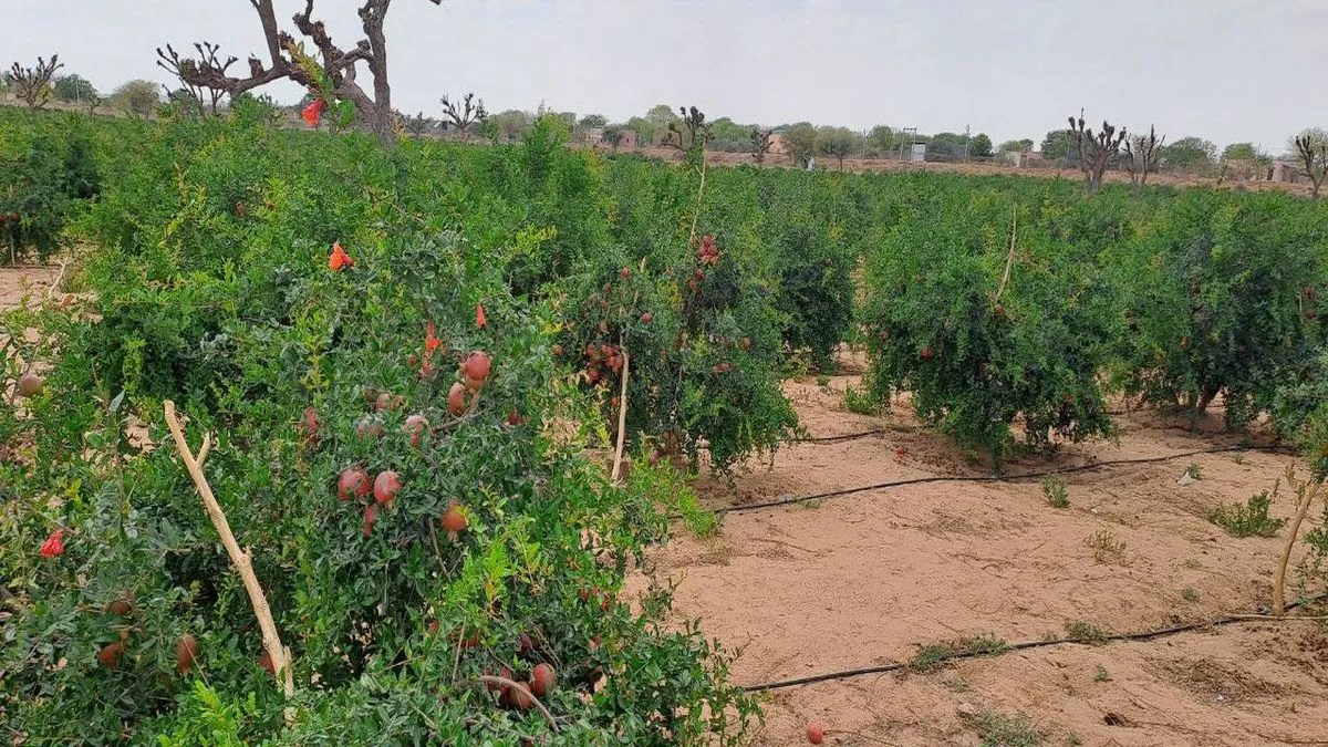 नागौर जिले में नवाचारों से बदल रही कृषि की तस्वीर, विदेशों तक जा रहे फल