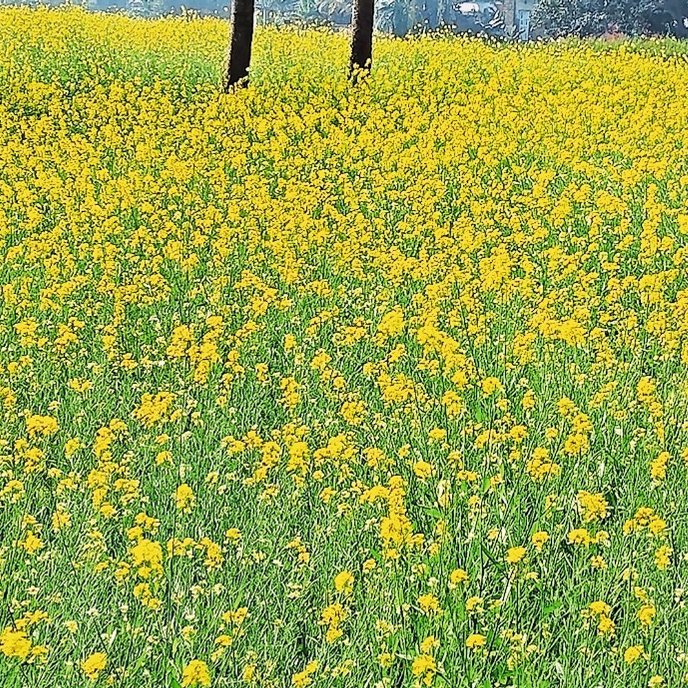 तापमान में गिरावट का असर तेलहन की फसलों पर पड़ेगा, ध्यान देना होगा