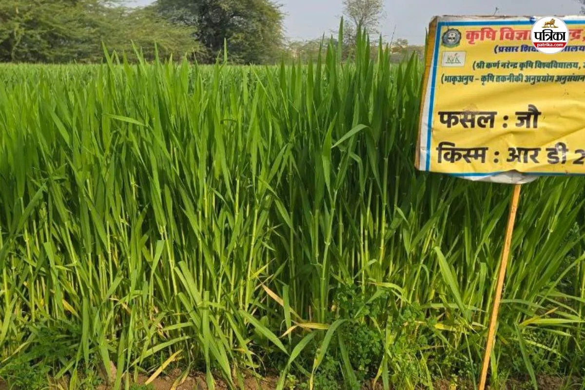 किसानों के लिए खुशखबर: राजस्थान में खारे पानी में भी लहलहाएगी जौ की फसल, 120 दिन में पककर होगी तैयार