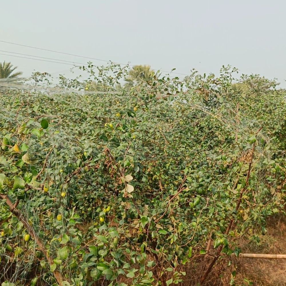 बांका में प्लास्टिक मल्चिंग से बागवानी को बढ़ावा:सभी 11 प्रखंडों में लागू होगी योजना, अनुदान के लिए किसानों को ऑनलाइन करना होगा आवेदन