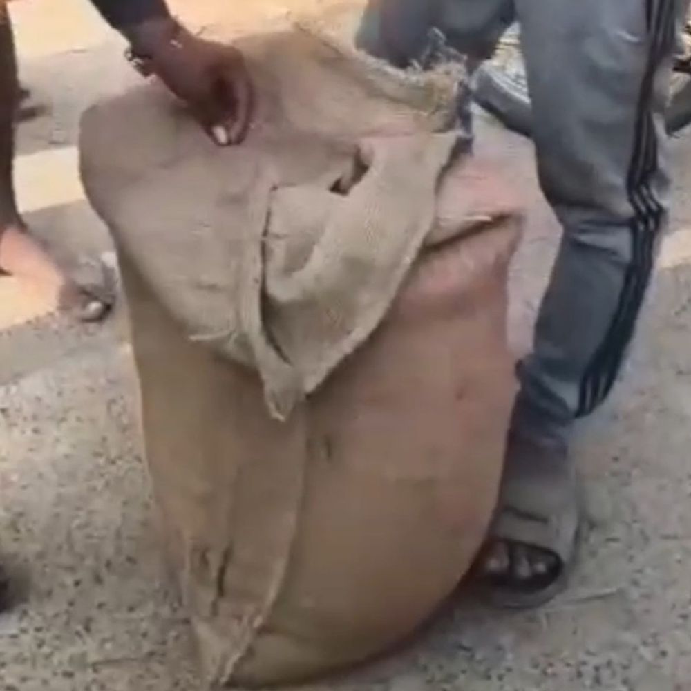 प्रिंसिपल पर मिड-डे मील का चावल बेचने का आरोप:पश्चिम चंपारण के राजकीय प्राथमिक विद्यालय बेलवा का वीडियो वायरल