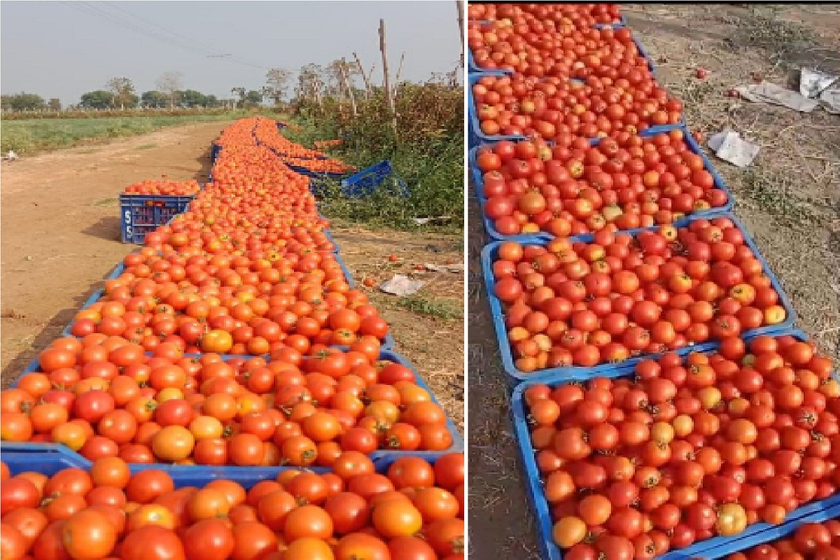 CG News: बंपर पैदावार से संकट, प्रोसेसिंग यूनिट न होने से टमाटर फेंकने को मजबूर किसान, 50 में 10 किलो तक बिक रहा