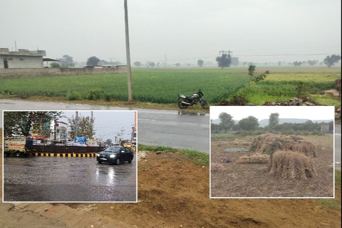 अलवर में बदला मौसम: हल्की बारिश से बढ़ी किसानों की चिंता, सरसों की फसल पर संकट के बादल