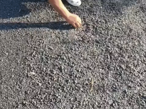 औरंगाबाद में बनने के तुरंत बाद उखड़ने लगी सड़क:सदीपुर-मलवा रोड निर्माण में अनियमितता; मानकों की अनदेखी और घटिया मटेरियल के इस्तेमाल का आरोप