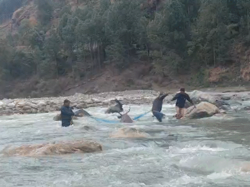 हिमाचल में नदी किनारे फंसे सांभर हिरण का रेस्क्यू, VIDEO:वन्य जीव की देर रात मौत, पोस्टमार्टम के बाद प्रोटोकॉल के साथ अंतिम संस्कार