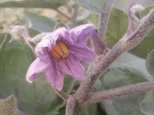 नाथनगर दियारा में पाला से तबाह हुई बैंगन की फसल:किसानों की बढ़ी परेशानी, मुआवजे की मांग; कहा- पूंजी निकलना भी मुश्किल हो गया है