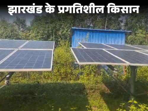 सिमडेगा किसान मनोज की मेहनत-सफलता की कहानी‎:देसी बैगन पर ग्राफ्टिंग कर उपजा रहे टमाटर, उपज के साथ खूब हुई कमाई ‎