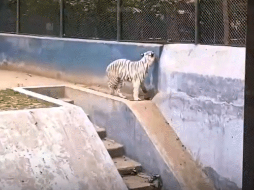सोशल मीडिया पर वायरल पटना जू का कुपोषित व्हाइट टाइगर,VIDEO:लोगों का फूटा गुस्सा,बोले-कमजोरी से हड्डियां निकलीं, खाना नहीं देते क्या; प्रशासन बोला-जांच करेंगे