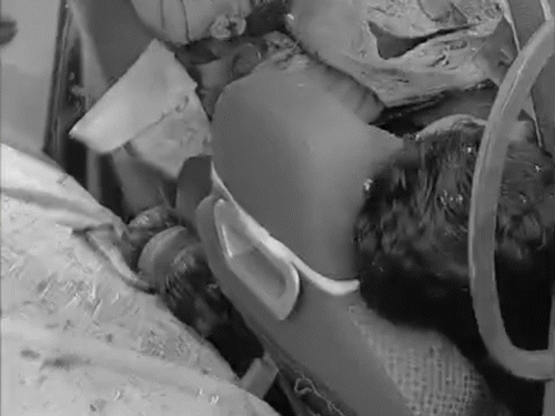 मुजफ्फरपुर में बस ने कार में मारी टक्कर:2 लोगों की मौके पर मौत; गाड़ी के अंदर फंसी बॉडी, गैस कटकर से काटकर निकाला बाहर