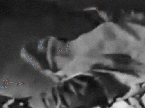 बोकारो में हाथियों ने तीन को कुचल कर मारा:सभी एक ही परिवार के सदस्य, पहले भगाए गए थे हाथी, सुबह-सुबह लौटकर मचाया तांडव