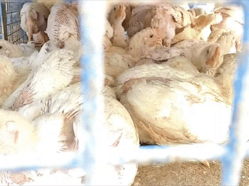 होली से पहले मुर्गियों में मिला खतरनाक H5N1 बर्ड फ्लू:पटना जू 7 दिनों के लिए बंद, सिविल सर्जन बोले-हाईअलर्ट पर अस्पताल; जानिए लक्षण और बचाव