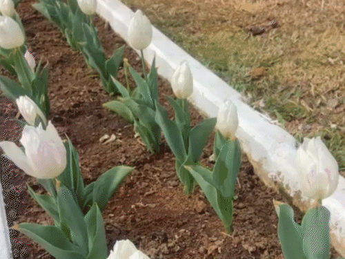 कल से खुलेगा लोकभवन का उद्यान:पहली बार देखने को मिलेगा हॉलैंड के विख्यात फूल ‘ट्यूलिप’, आज जानिए क्या है खास