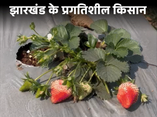 घाटोटांड के किसान तेजू महतो उगा रहे हैं स्ट्राबेरी:दूसरे किसानों के आय के रास्ते खोले, उत्साह बढ़ा, अगली बार बड़े पैमाने पर करेंगे खेती ‎