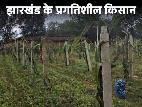 ड्रैगन फ्रूट की खेती से लिखी सफलता की कहानी:लातेहार की महिला किसान सिबलिन बाड़ा कहलाती हैं “ड्रैगन लेडी”, ‎गांव में ला रही बदलाव