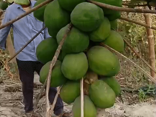 आलू-गेहूं को छोड़कर शुरू की पपीते की खेती:हर महीने 40 हजार रुपए होती कमाई, दूसरे जिले में भी होती सप्लाई