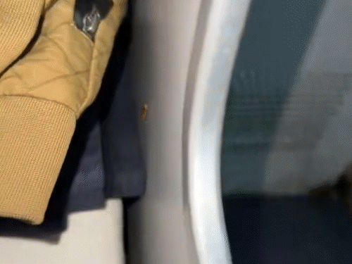 वीरभूमि एक्सप्रेस के एसी कोच में कॉकरोच मिले:यात्री बोले- प्रीमियम किराया फिर भी सफाई नहीं, पीएमओ तक शिकायत की