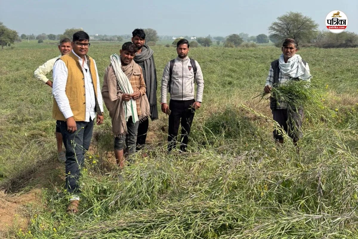 सवाई माधोपुर: ओलावृष्टि से 47 गांवों में 90 प्रतिशत तक फसल खराब, सर्वे रिपोर्ट में हुआ खुलासा