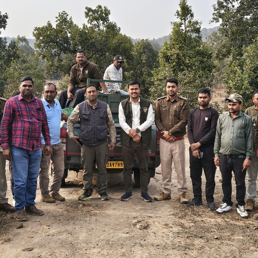 सिंगरौली के कांटेदार बाड़ में फंसा भालू:वन विभाग ने भलयाटोला में खेत की बाड़ से निकाला, जंगल में छोड़ा